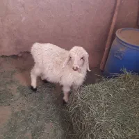 بره رگا شده