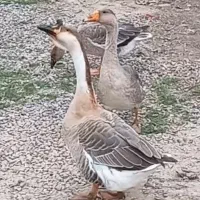 غوغاز نرو ماده یک جفت