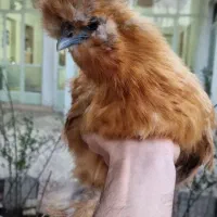 مولدابریشمی‌مرغ تازه کرچ شده آماده جوجه‌کشی