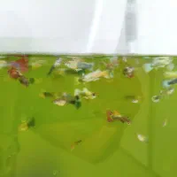 ماهی گوپی یا گپی یا کپی