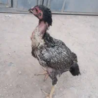 جوجه مرغ لاری اوشامو
