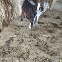 بز.بزغاله. بره.