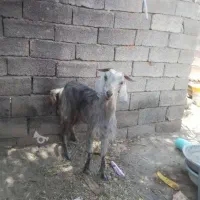 بز فروشی