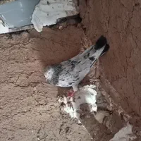 کبوتر سرور