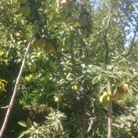 گلابی|خوردنی و آشامیدنی|ارومیه, |دیوار