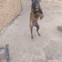 توله ۸ماهه مالینویزاصل