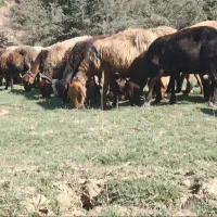 میش بره دار