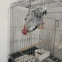 طوطی کاسکو سخنگو