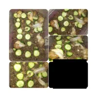 پک حلزون مولد از ۴۰۰ تومن تا ۱ میلیون