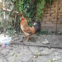 جوجه خروس گلین