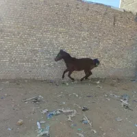 کره اسب نریان