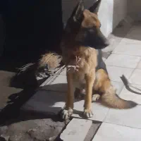 سگ ژرمن|سگ|سبزوار, قائم|دیوار