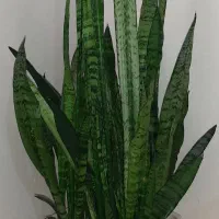 گل سانسوریا