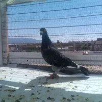 نر غره پولکی