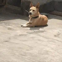 پاپی ماده