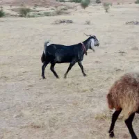 بز نژدی
