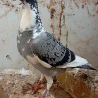 کفتر