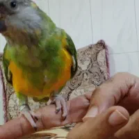 سنگال دستی
