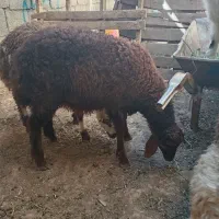 بره