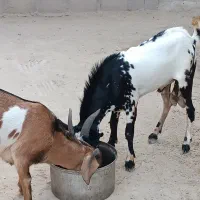 نری|حیوانات مزرعه|قشم, |دیوار