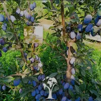 آلو خرمایی درجه یک