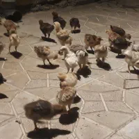 جوجه مرغ محلی