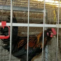 جوجه مرغ و خروس سلطان
