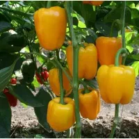 جویای کار سرپرست گلخانه
