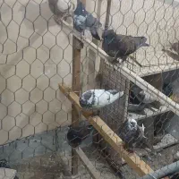 کبوتر پرشی بالای ۵ساعت