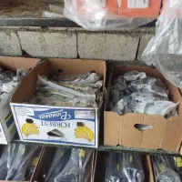 کمک فنر استوک و لوازم اوراقی خرید خودرو  155ملیون