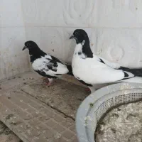 ابلق دم‌سفید وسیاه