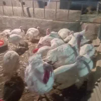 با سلام فروش بوقلمون گوشتی