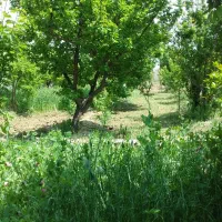 خدمات کشاورزی وباغبانی