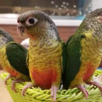 گیرینچیک رام دستی جوجه دونخور نر ماده بالغ سخنگو