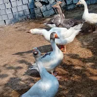 فروش غازمحلی