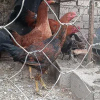 مرغ خروس|حیوانات مزرعه|سنگدوین, |دیوار