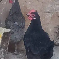 مرغ و عروس هلندی
