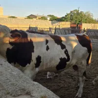 گوساله سمینتال