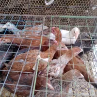 جوجه شورویی 5 ماهه بزرگ هستن
