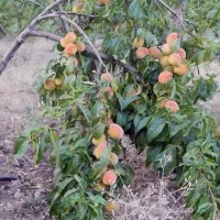 فروش-باغ-میوه