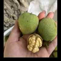 گردو ی دست پوست کاغذی