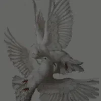 کیوتر پیدا شده