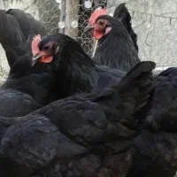 تخم مرغ نطفه دار بلک استار- آبسرد دماوند