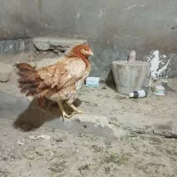 مرغ لاری کرچ