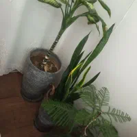 گل های طبیعی