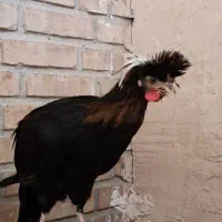 مرغ و خروس لهستانی(کاکلی)