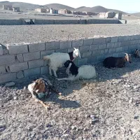 فروش نر بز