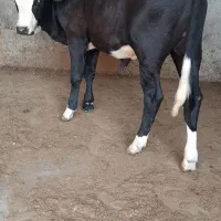 گوساله نر