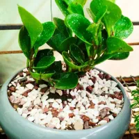 تابلو سرمه دوزی و پته خوشکل