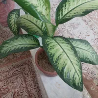 گل دیفن باخیا